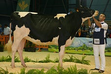 La cántabra 'Andrea' se proclama campeona de España 