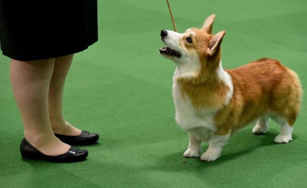 Fotografía de un corgi galés. /AFP