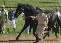 Exhibición militar de caballos en La Remonta. :: ANDRÉS FERNÁNDEZ/