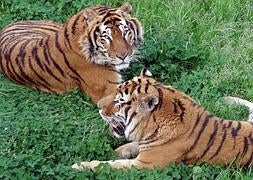 Otra pelea a muerte acaba con uno de los tigres de la manada de Cabárceno