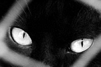 'La gata negra' es una de las más populares de la región. / DM/