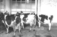 Lo mejor de la feria, las vacas de leche, en precios. /DEL RIO/
