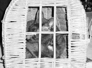 La gata negra, protagonista de la festividad. / M. G./
