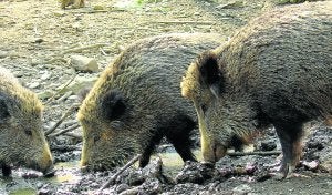 El jabalí es una de las especies con más presencia en la campaña cántabra. / DM/