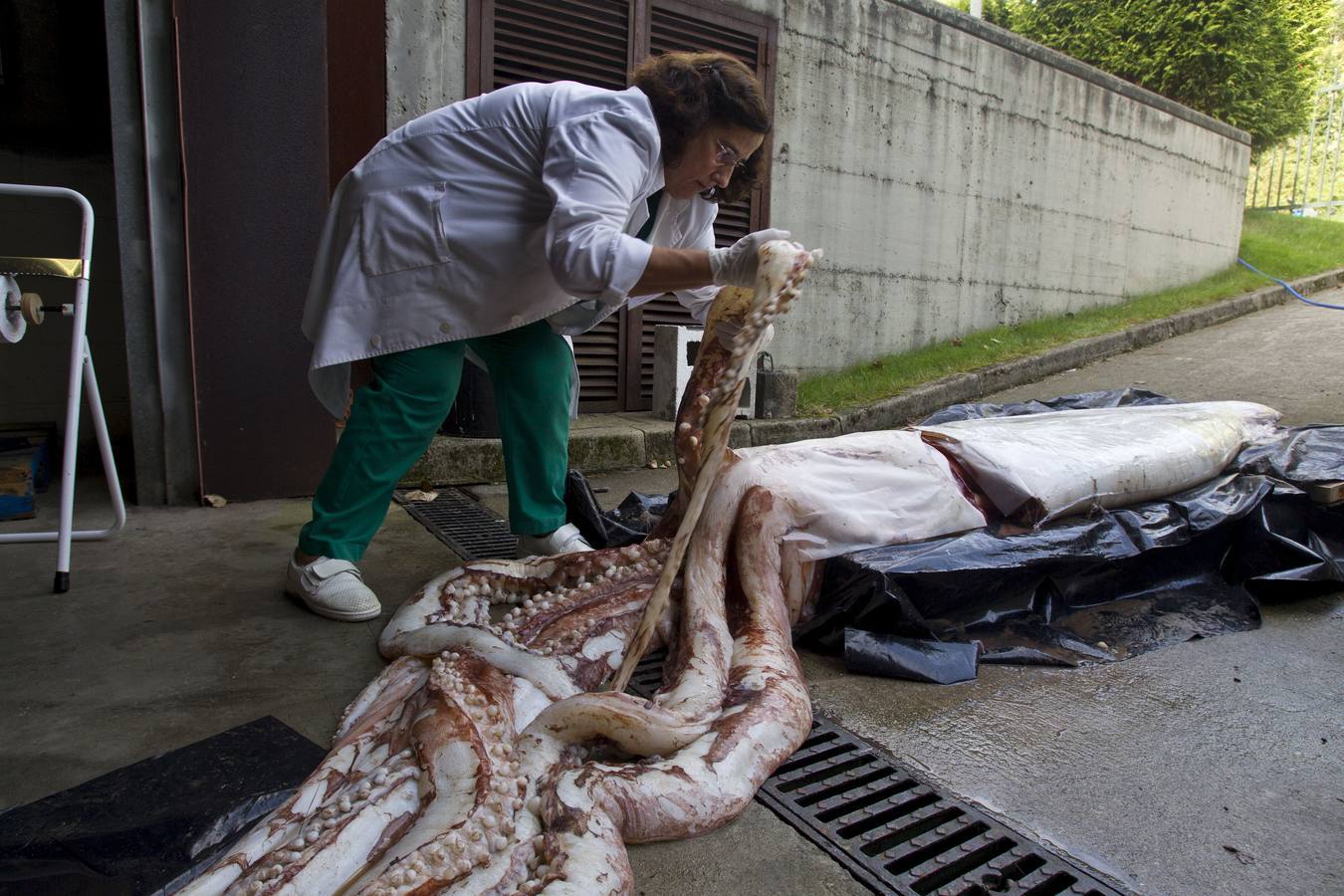 El calamar gigante se traslada al Museo Marítimo