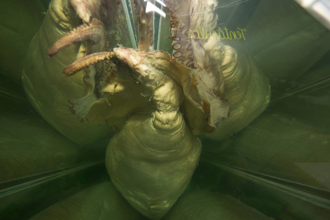 La "nueva estrella" del Museo Marítimo