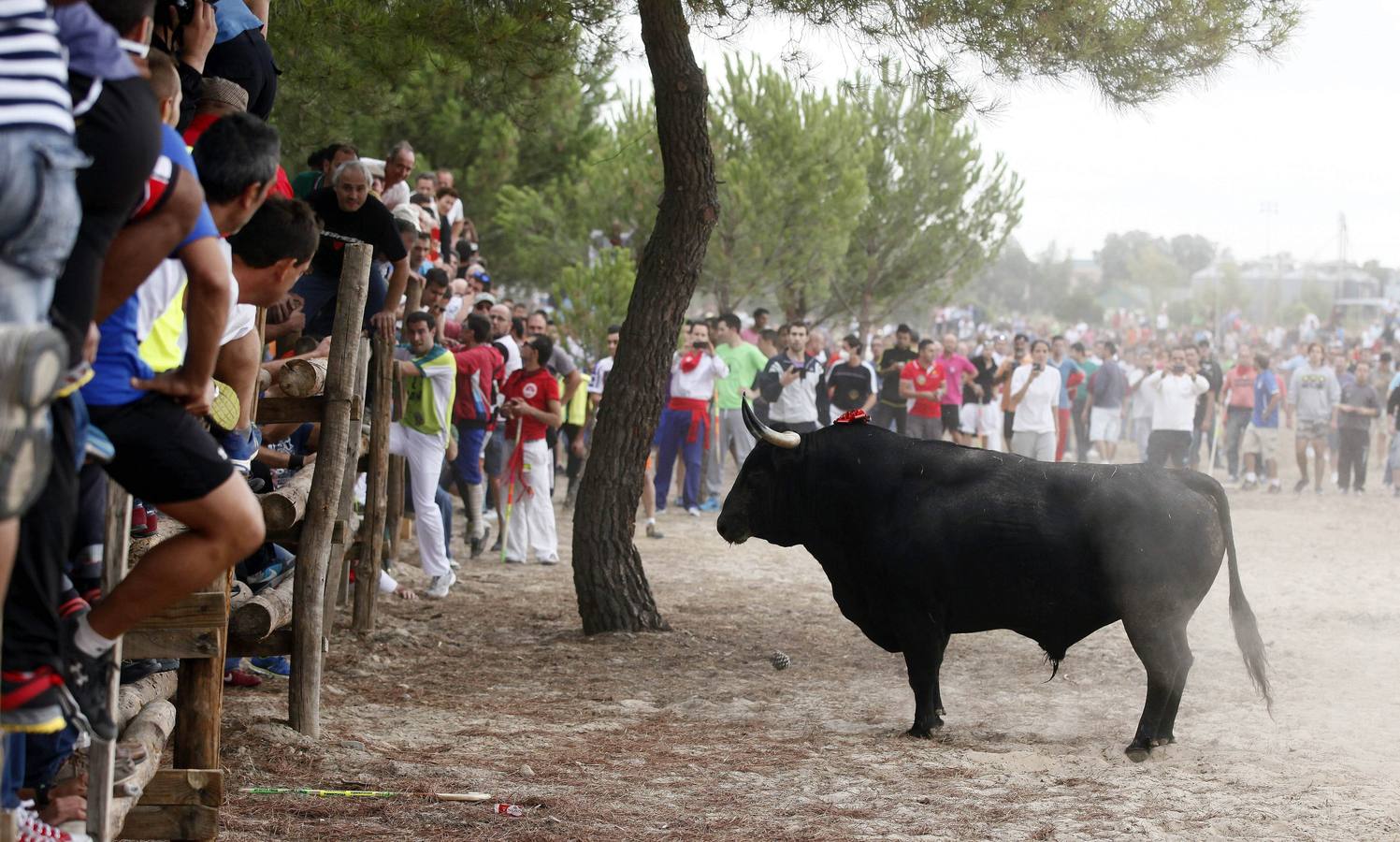 Polémica celebración del Toro de la Vega