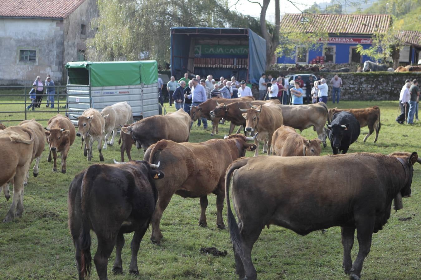 Feria ganadera en Cabuérniga