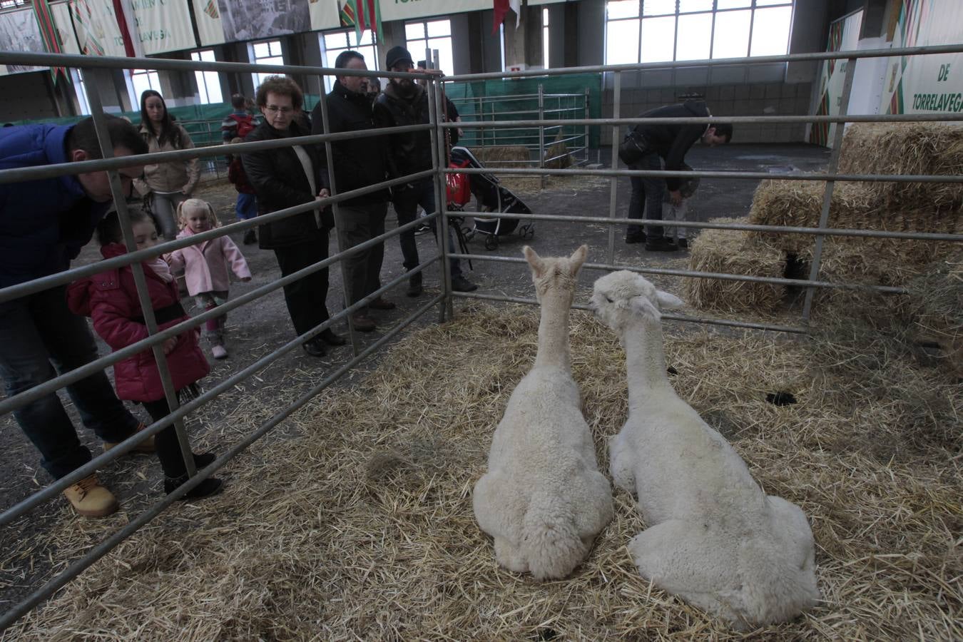 Torrelavega estrena feria de fibras de alpaca