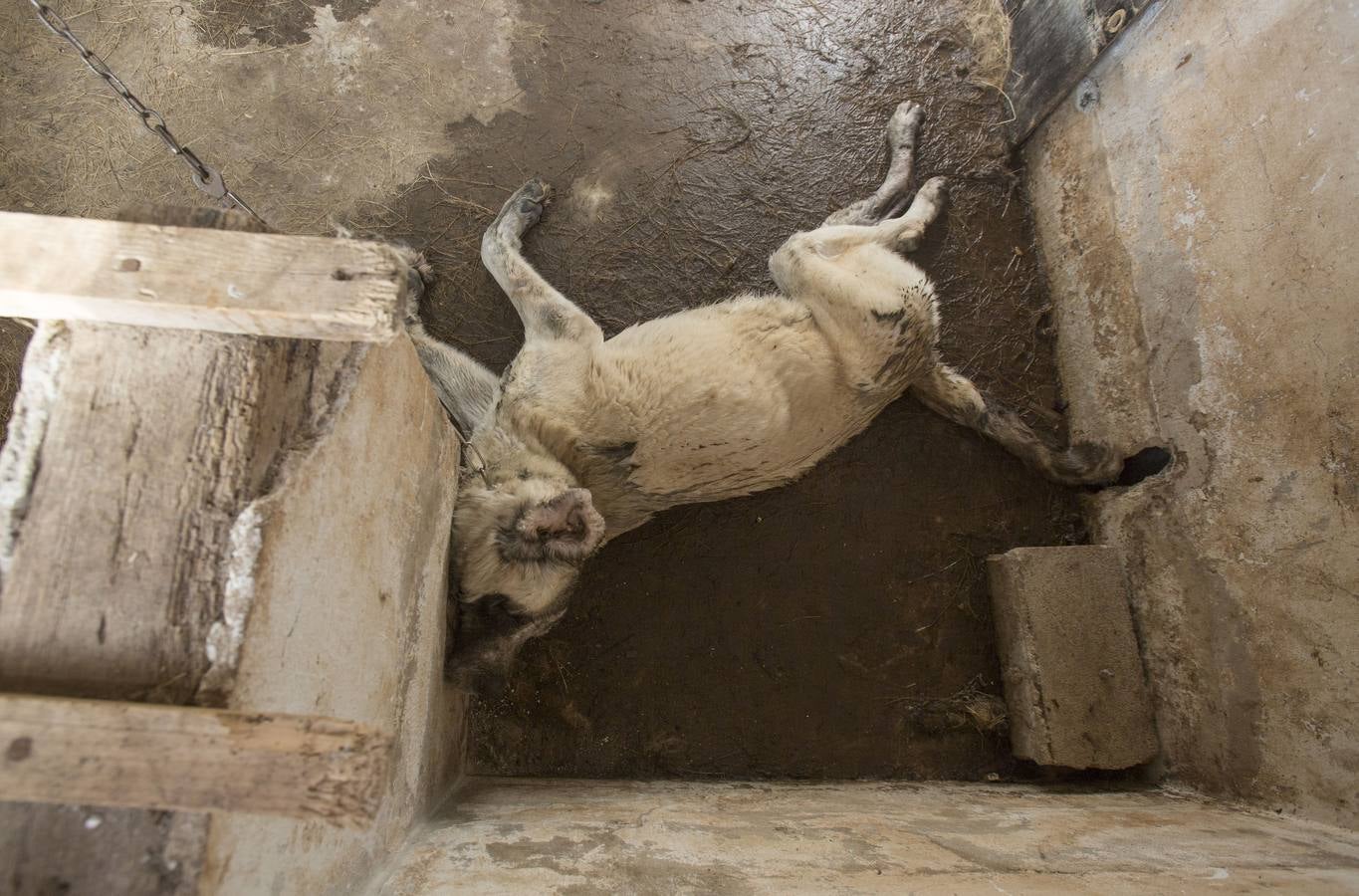 Seis animales muertos por inanición en un establo abandonado