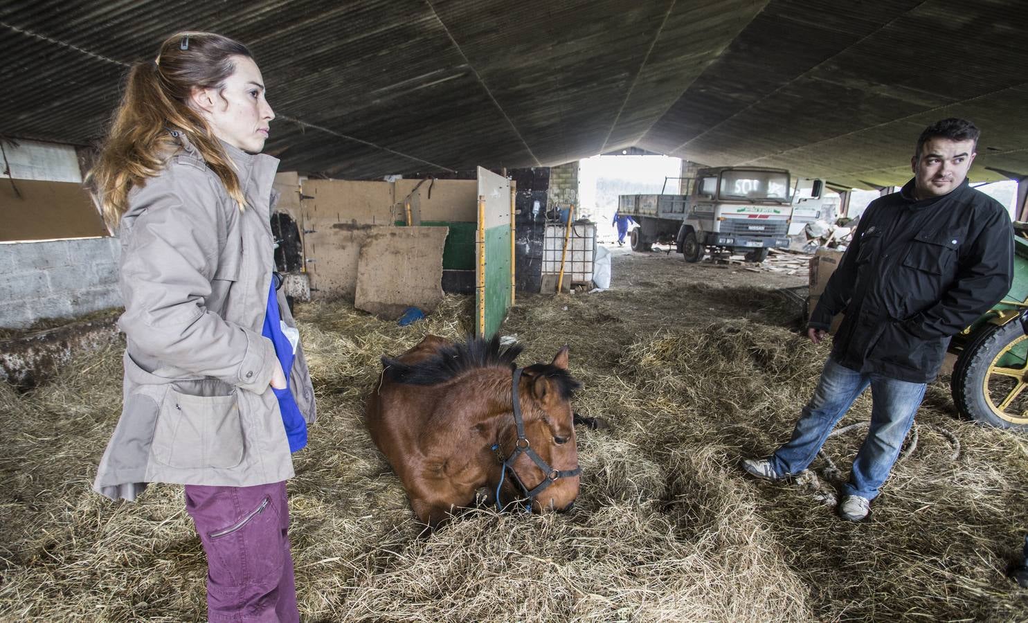 Nuevos intentos para salvar la vida de la última yegua de El Churi