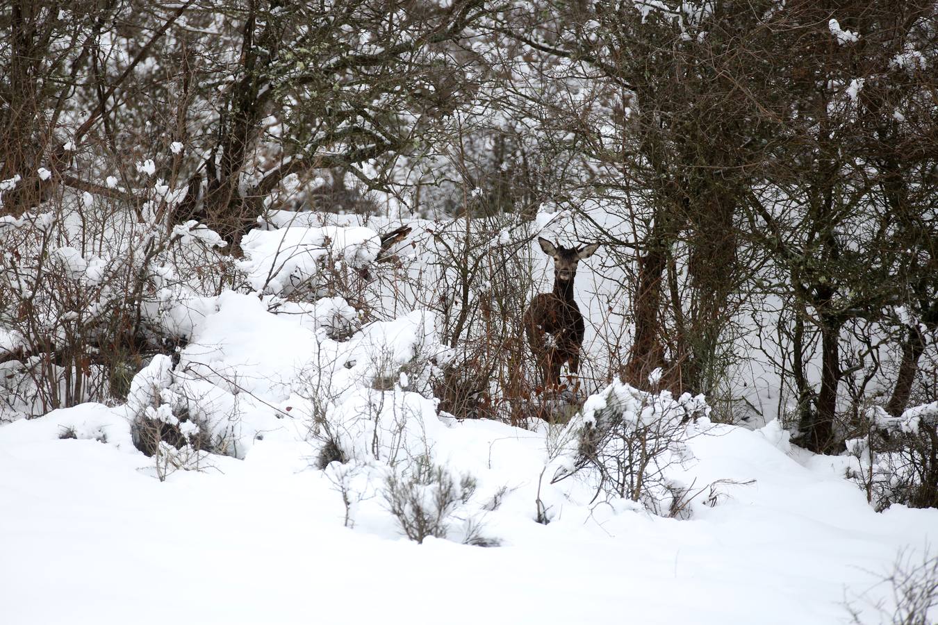 Cantabria se cubre de blanco y de frío