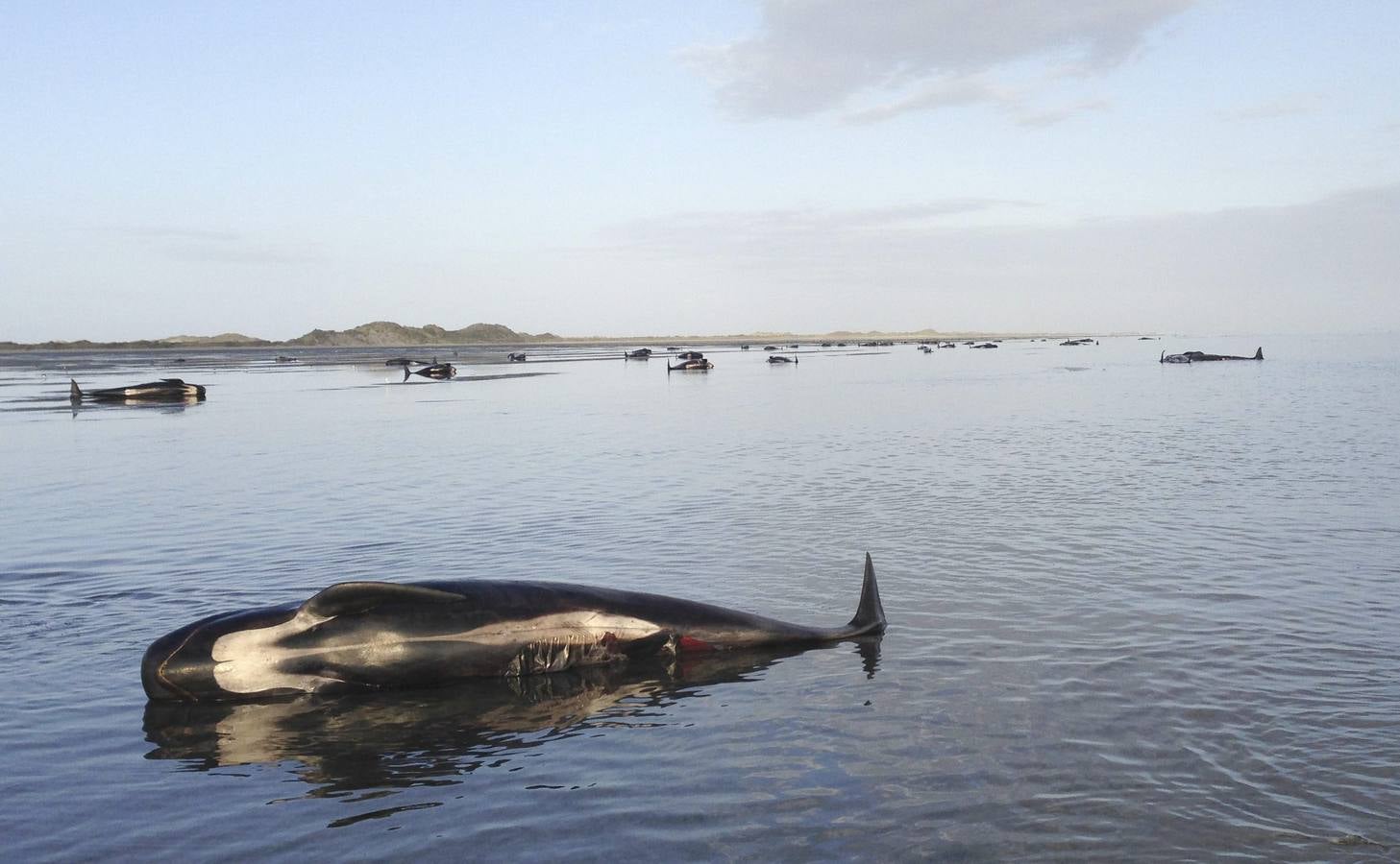 Mueren un centenar de ballenas en Nueva Zelanda