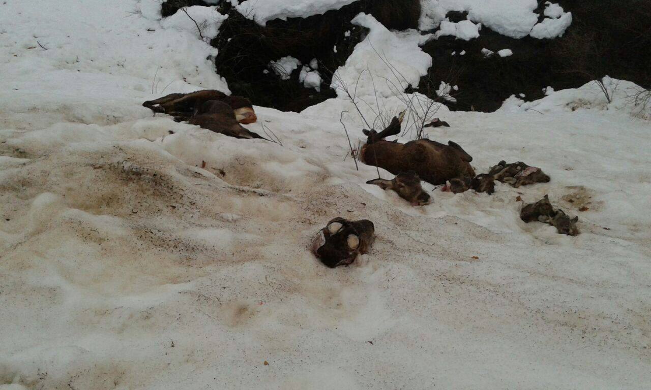 Los venados mutilados que aparecieron tras las nevadas