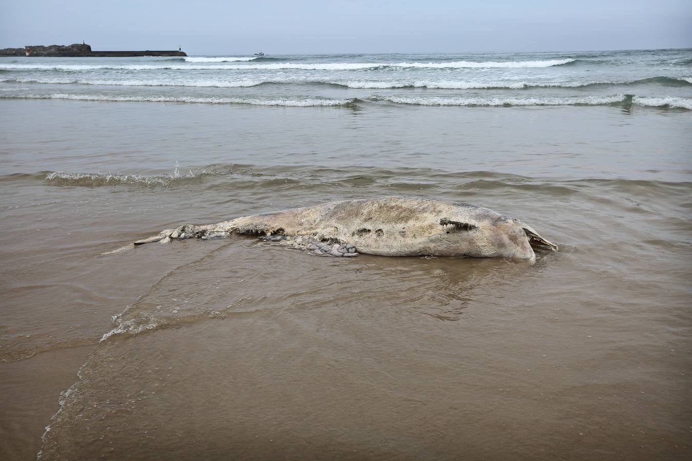 Aparece un delfín muerto en la playa de Merón