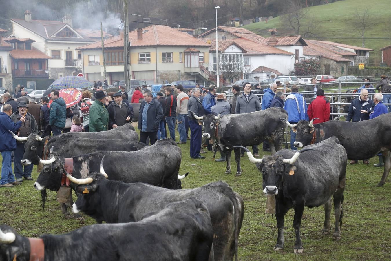 Feria ganadera en Ruente