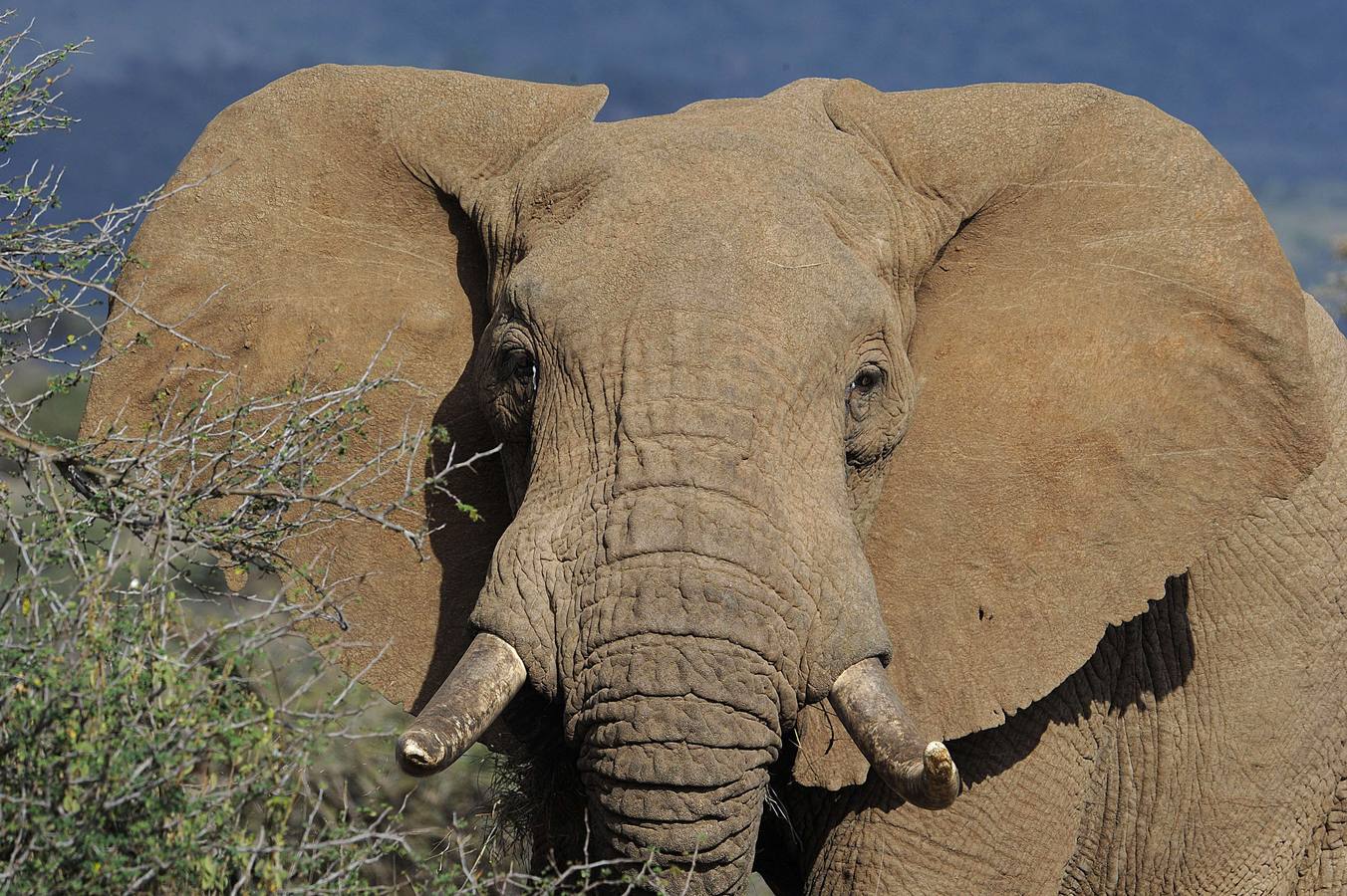 Los colores de Laikipia