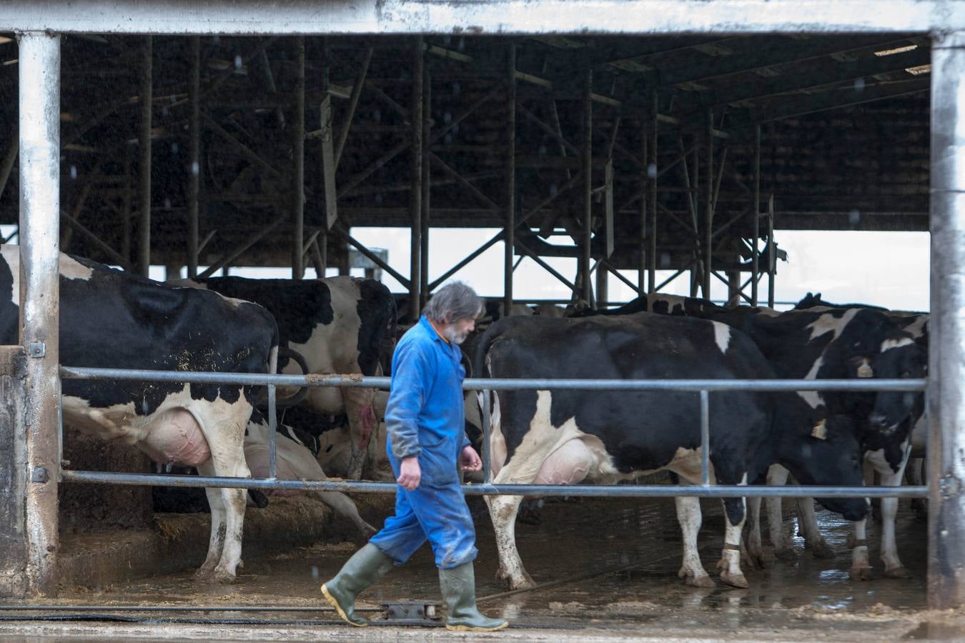 La producción de leche en Cantabria