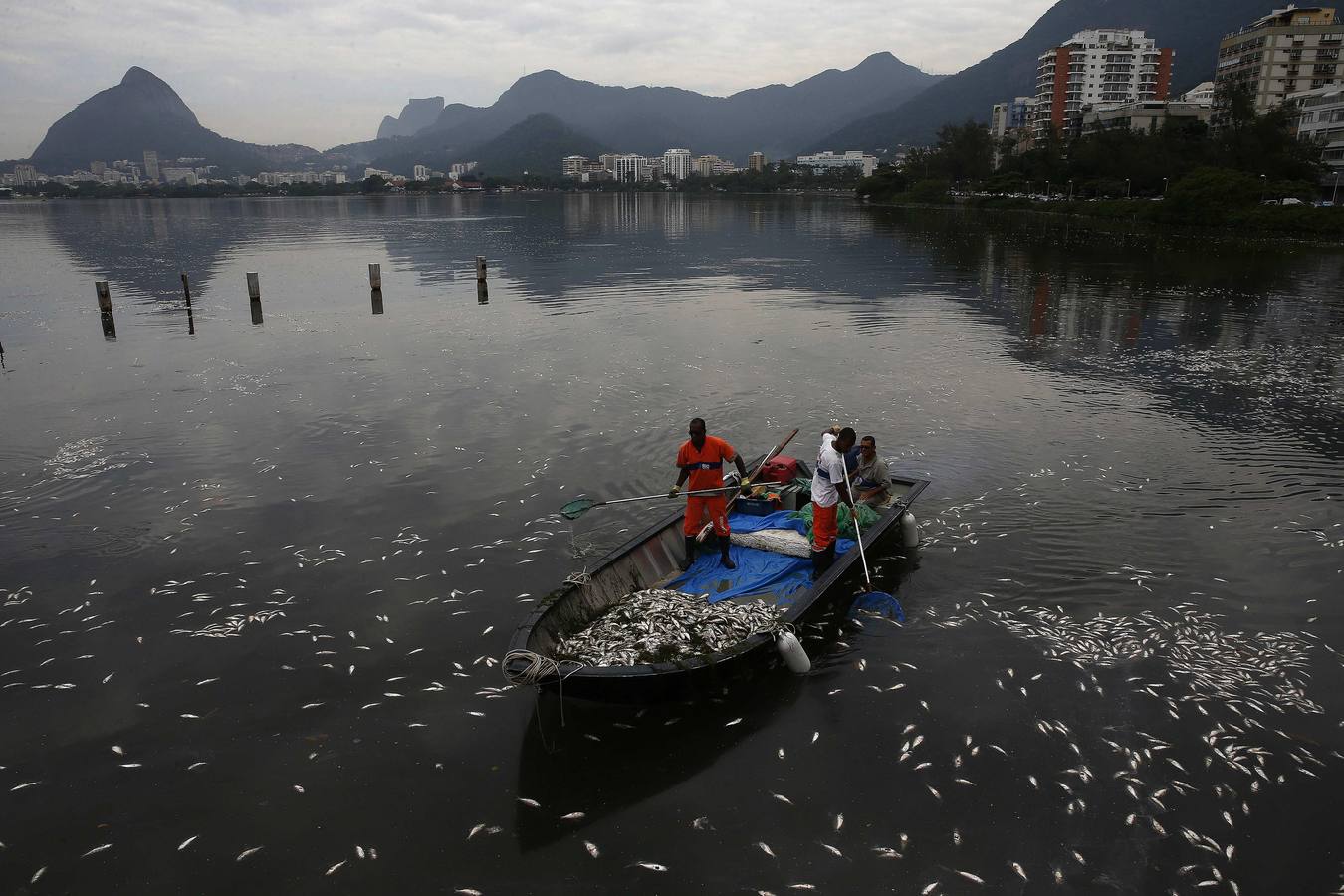Toneladas de peces muertos