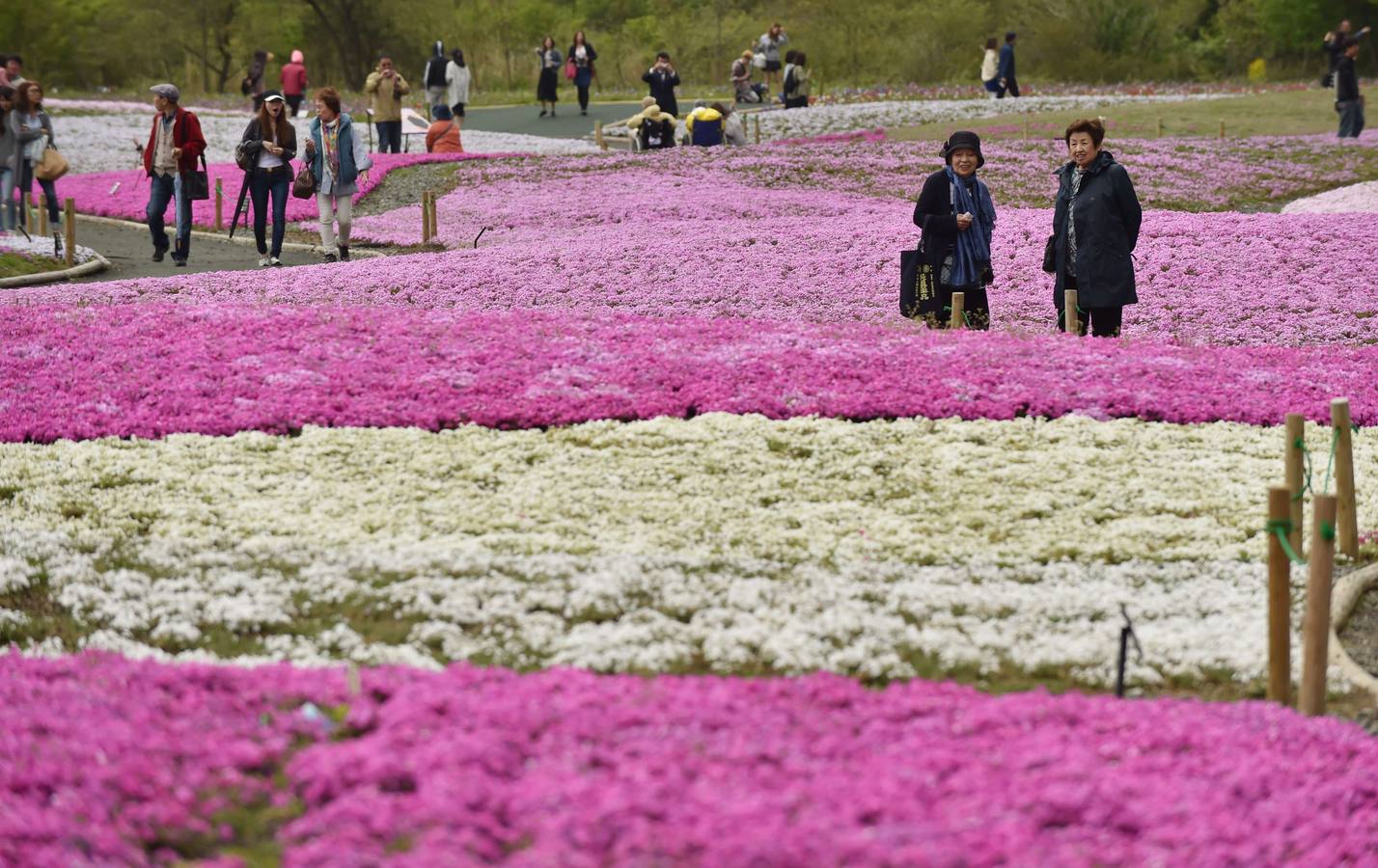 Fuji se viste de rosa