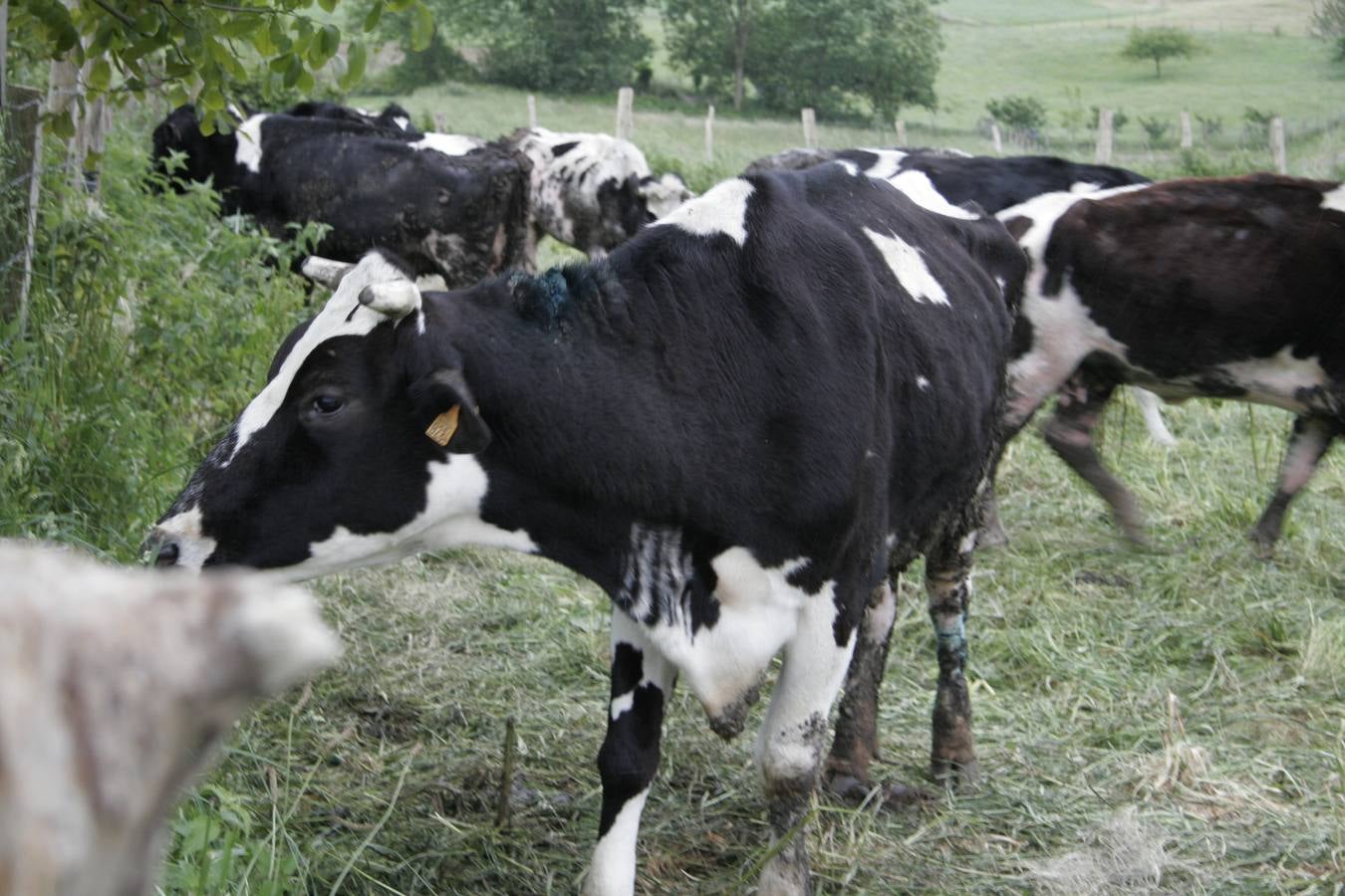 Un ganadero de Secadura, denunciado por maltrato animal