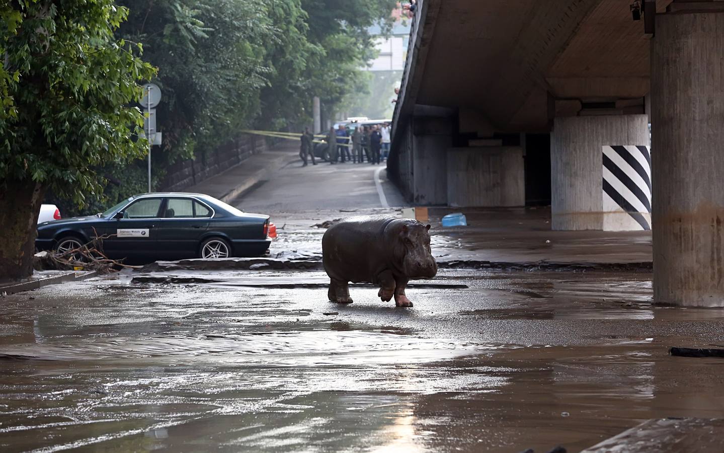 Las fieras del zoo, de 'paseo' por el centro de Tiflis