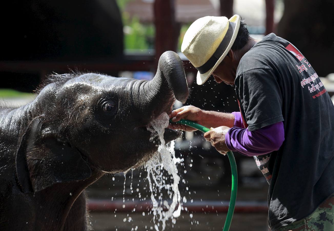 Día Mundial del Elefante