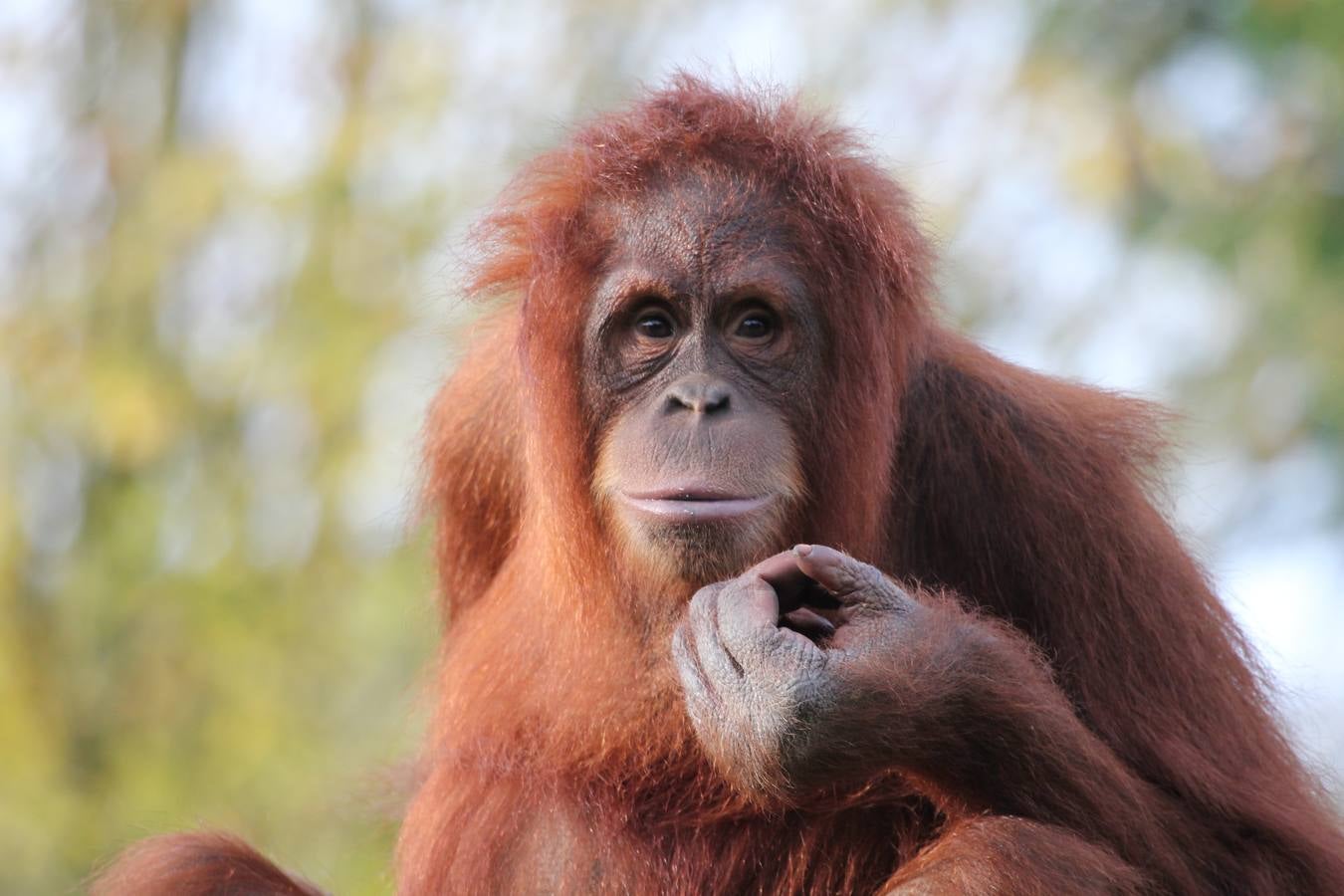 Día del orangután en el zoo de Santillana del Mar