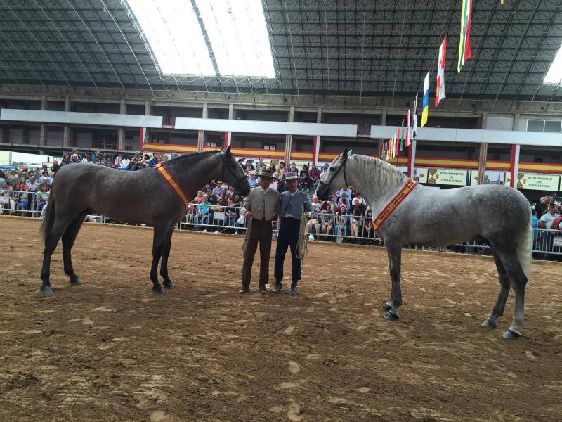 Pura raza en el Mercado de Ganados