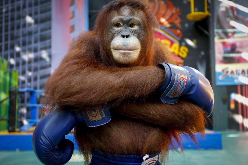 Orangutanes boxeadores en Bangkok