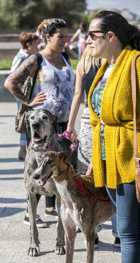 Desfile perruno en Las Llamas