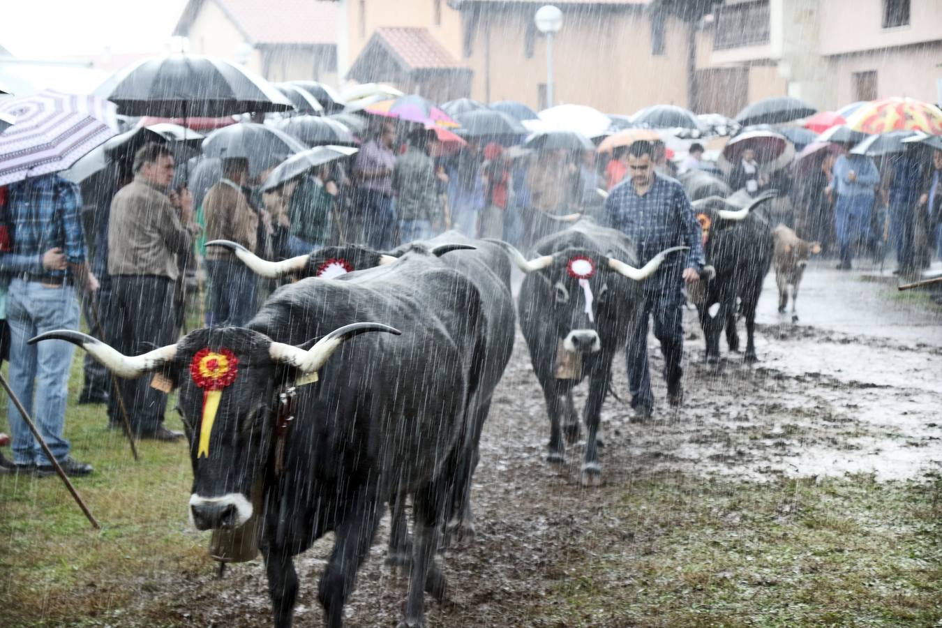 Olimpiada tudanca en Cabezón de la Sal