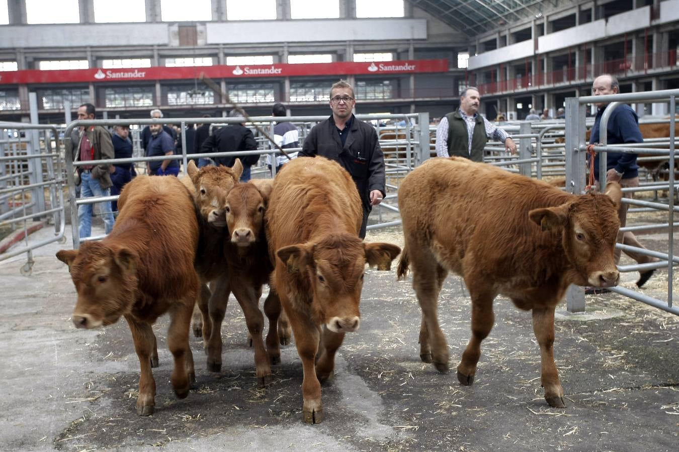 Feria de Ganados de Torrelavega