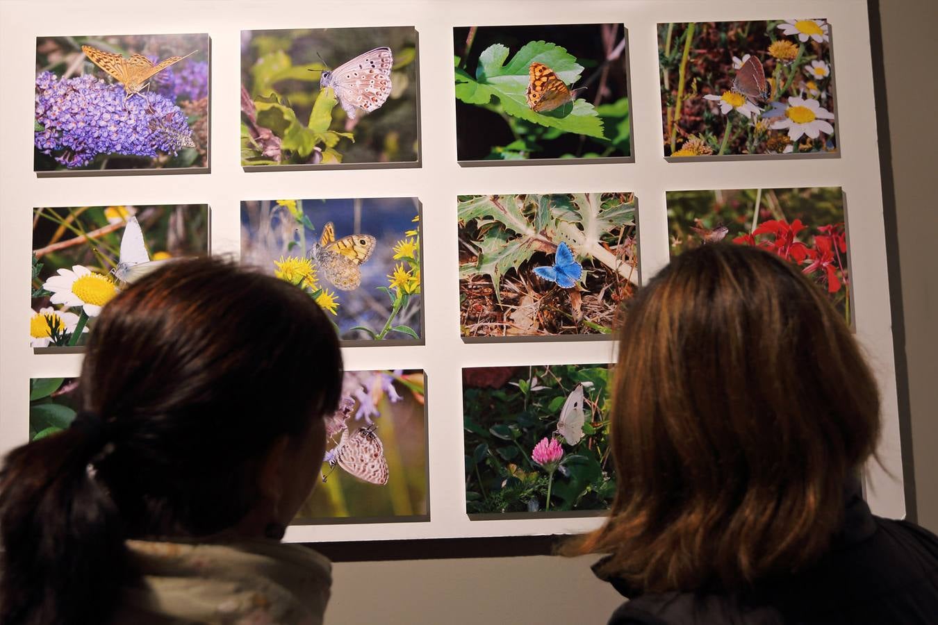 Exposición fotográfica de mariposas en Carrejo