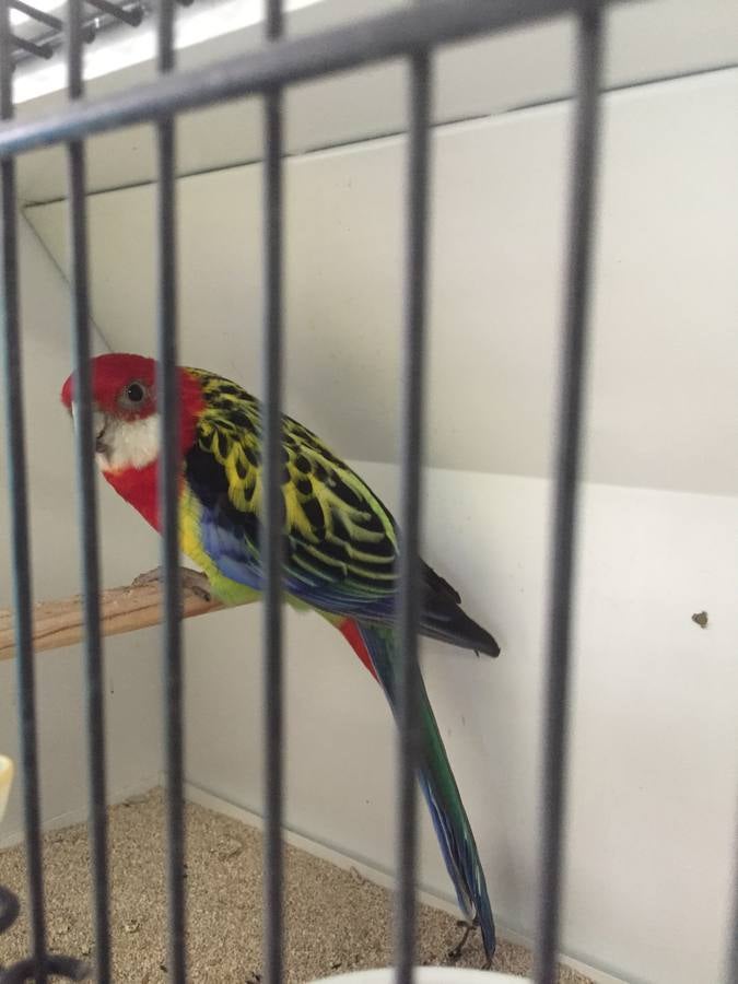 1250 pájaros participan en el Concurso Ornitológico 'Ciudad del Besaya'