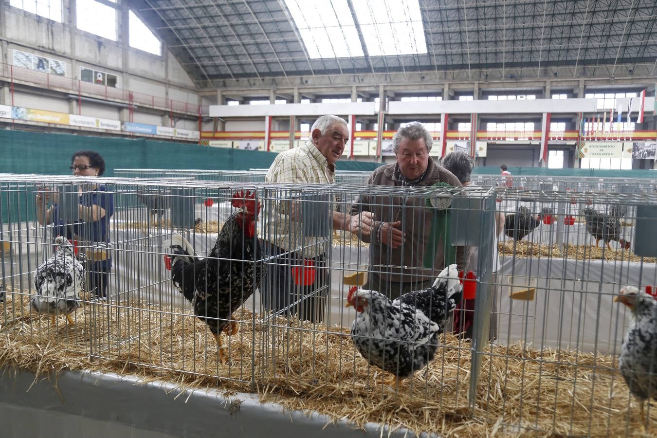 Exposición Avícola y Concurso Ornitológico en Torrelavega