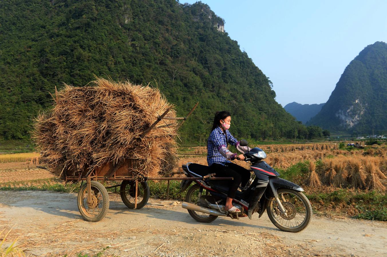 Recolección de arroz en Vietnam