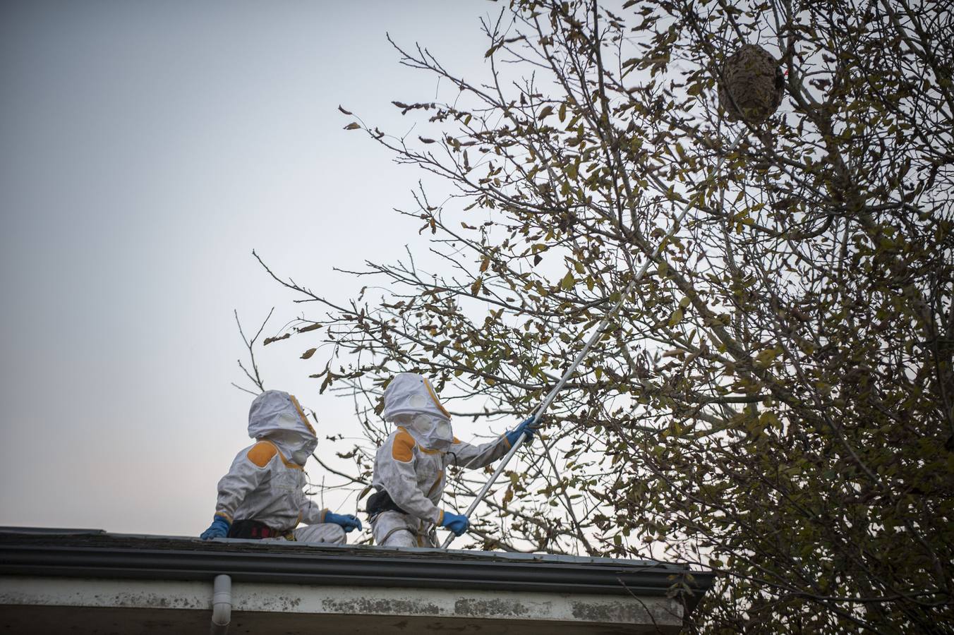 La lucha de los bomberos contra la avispa asesina