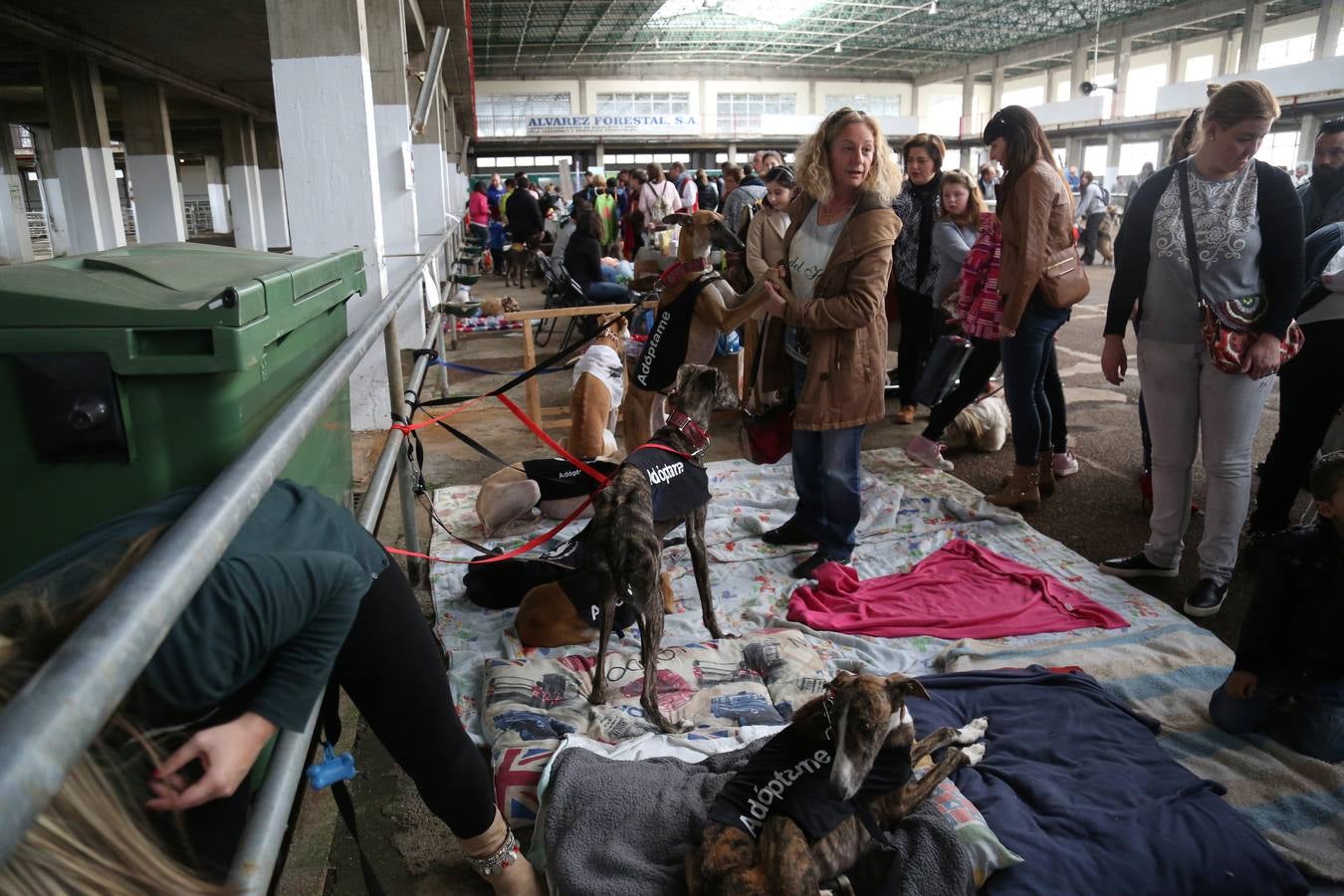 Sacrificio cero de animales en Torrelavega