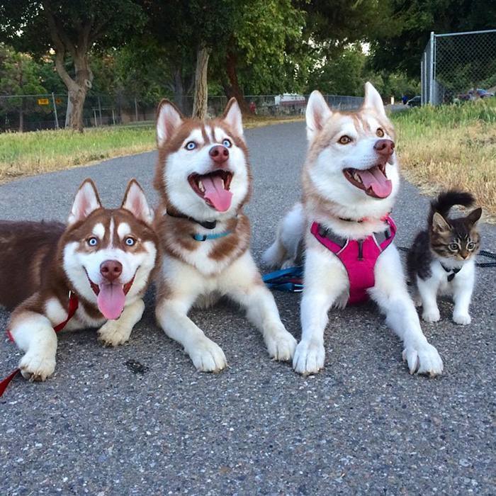 Tres huskies le salvan la vida a un gato y se hacen sus mejores amigos