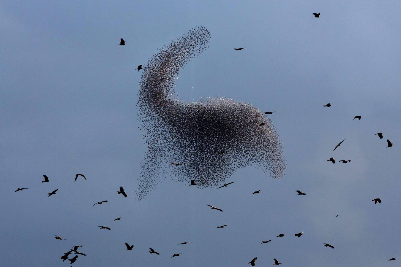 Danzas en el aire