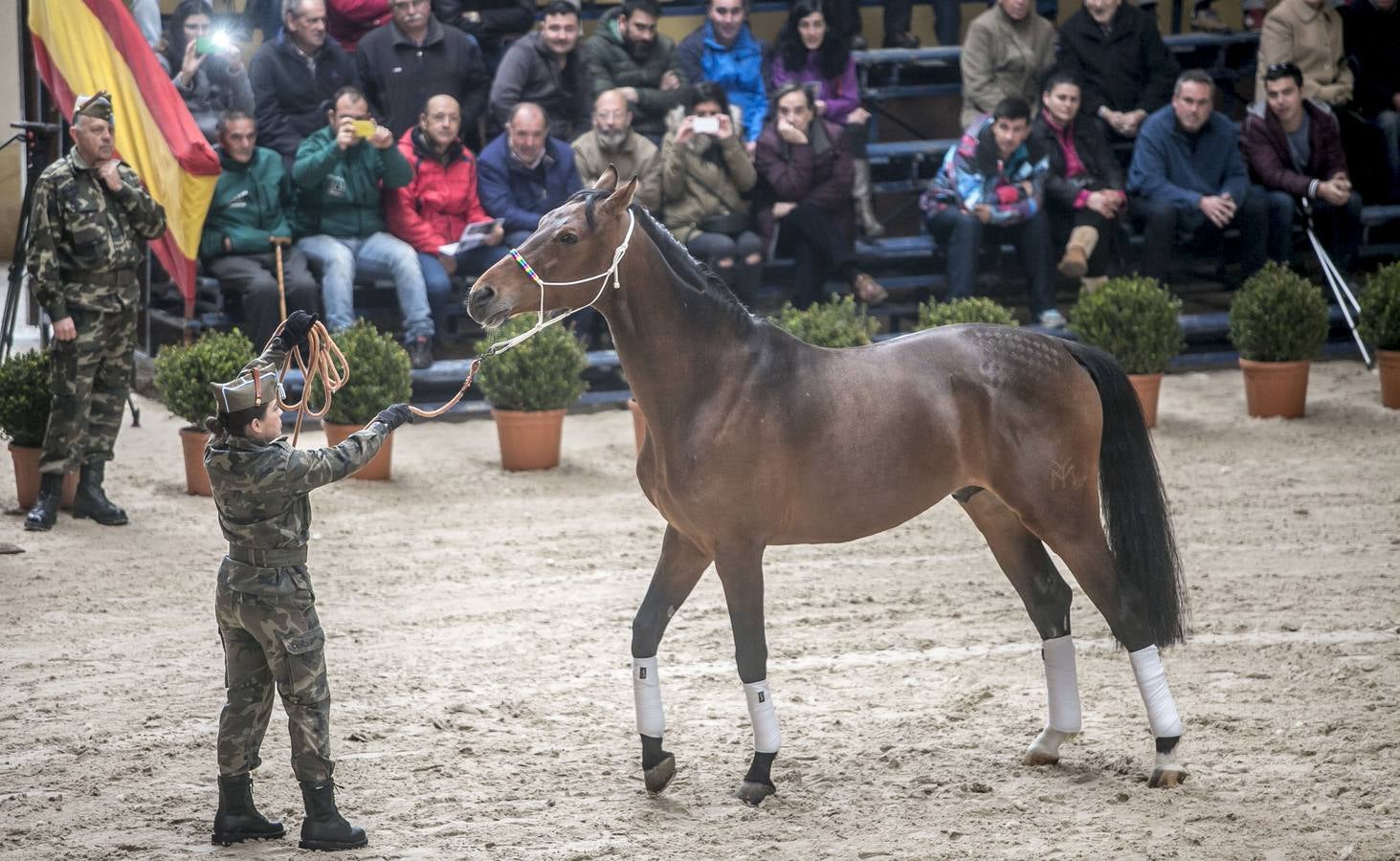 Los mejores sementales para Cantabria