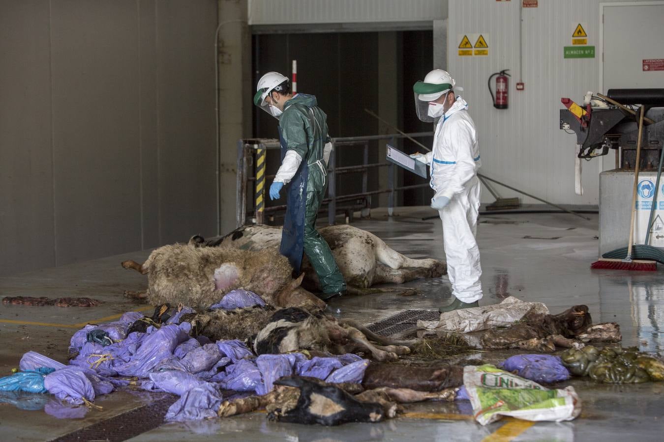 La polémica de los buitres ue devoran animales vivos indefensos