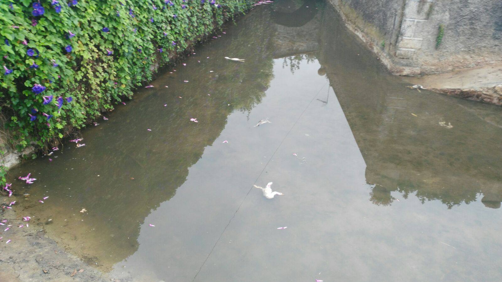 Los vecinos encuentran más de 30 patos muertos en Novales