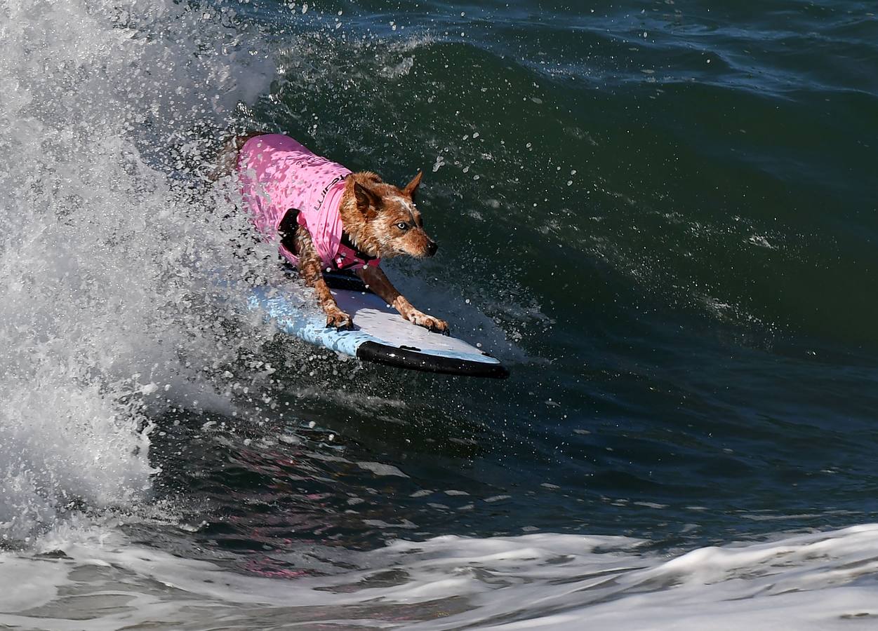 Surfistas de cuatro patas