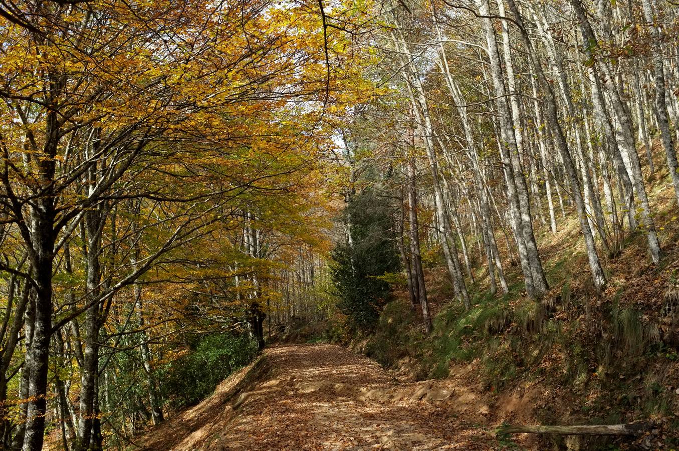 El color del otoño