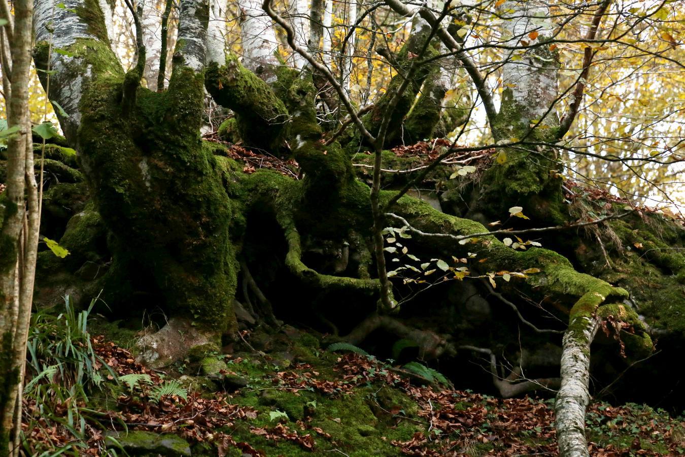 Otoño en la reserva