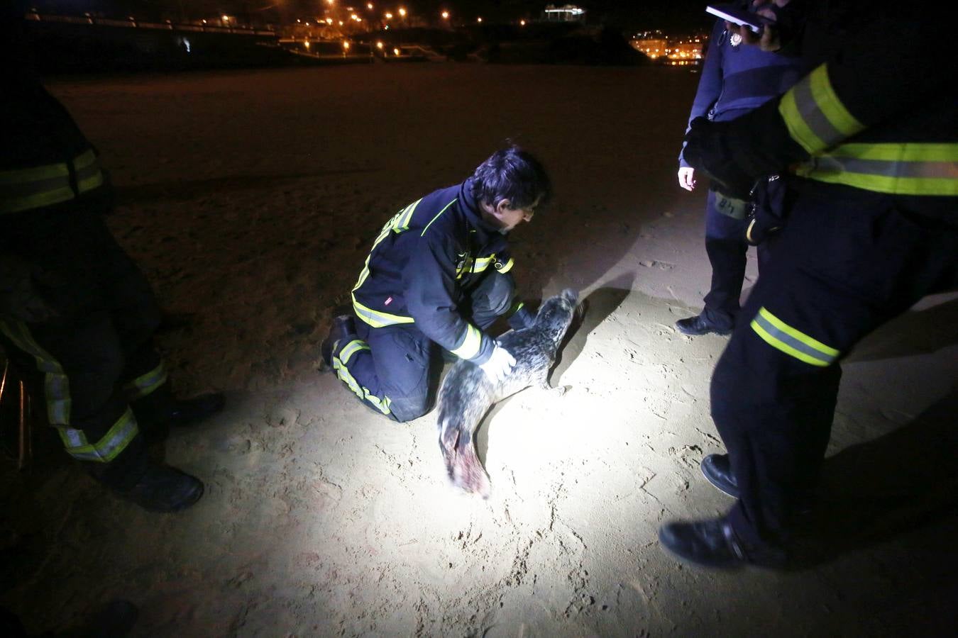 Aparece una foca herida en la Segunda de El Sardinero