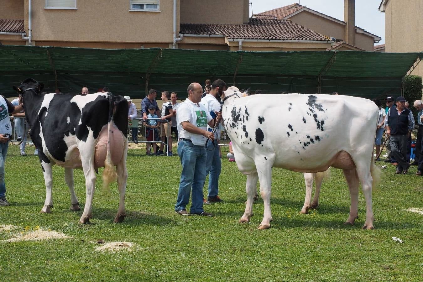 Concursos de ganado por San Isidro