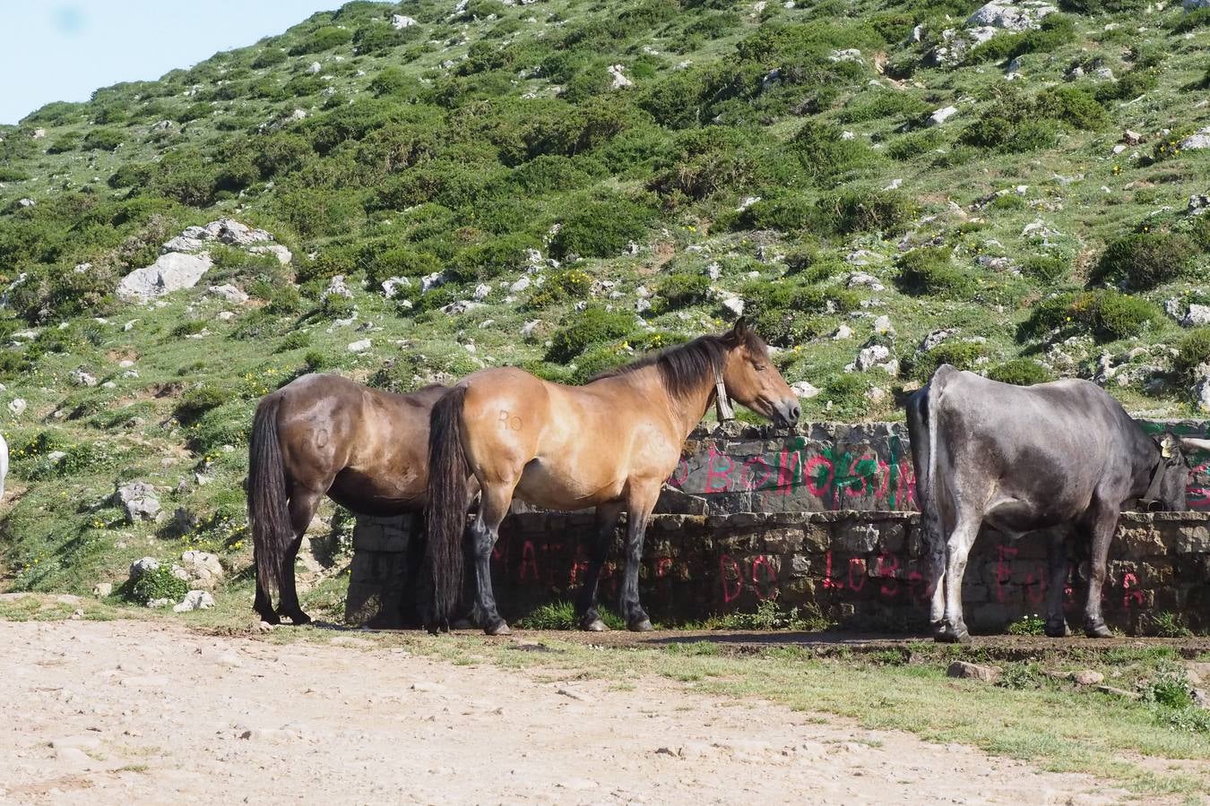 El ganado regresa a Sejos